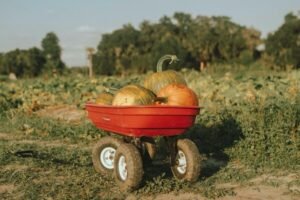 Soberania alimentaria